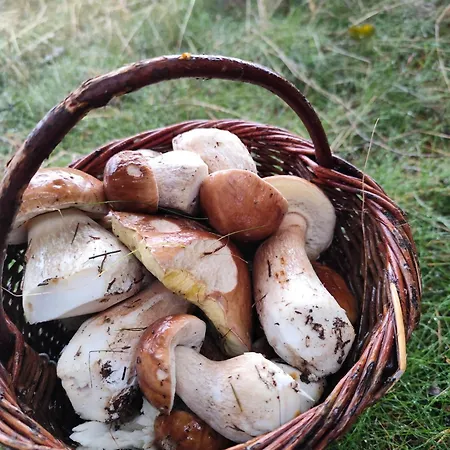 Roubenka Skalnicka * Адршпах